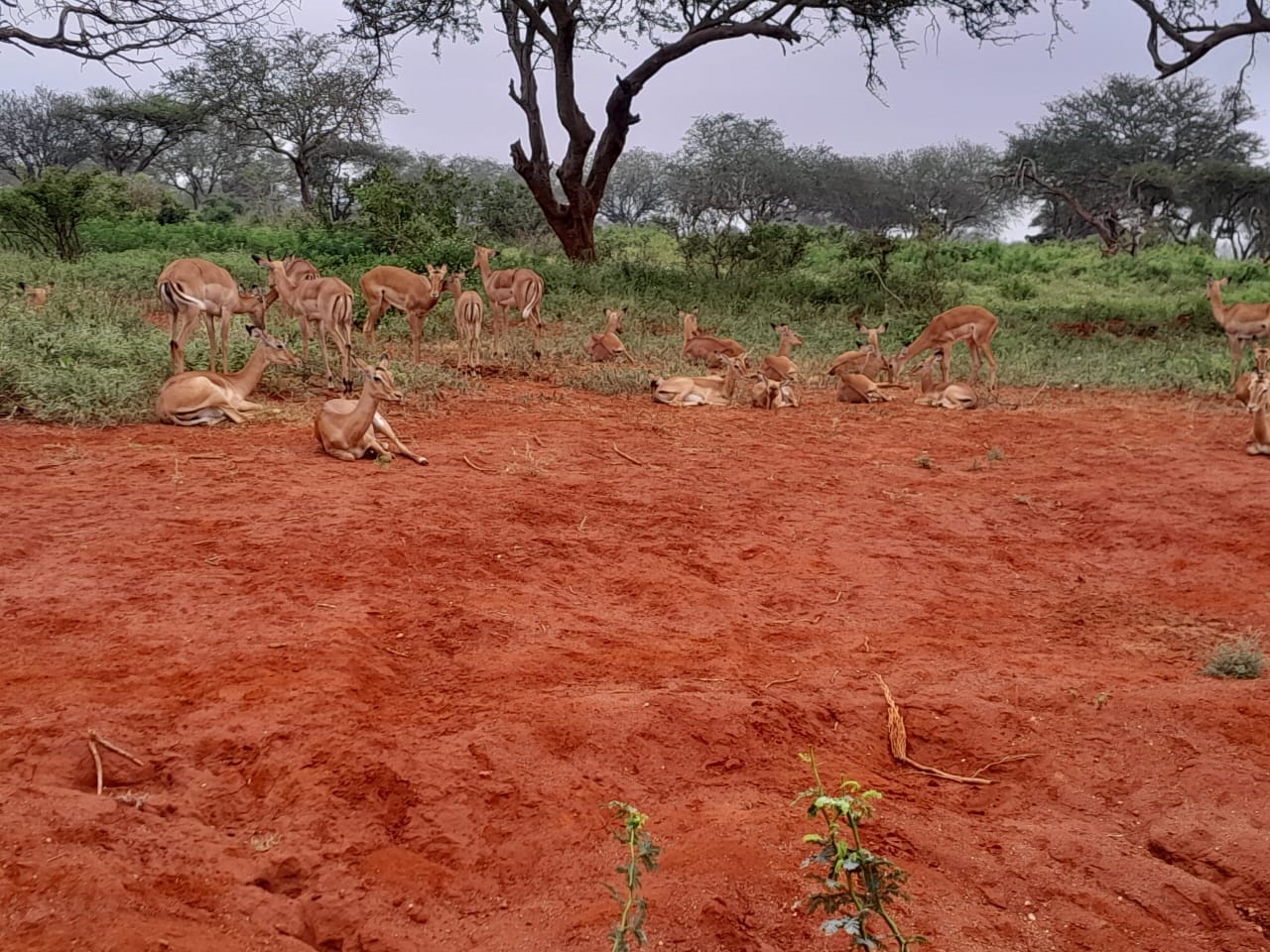 1Day Safari Tsavo East National Park | A Day Trip from Mombasa 