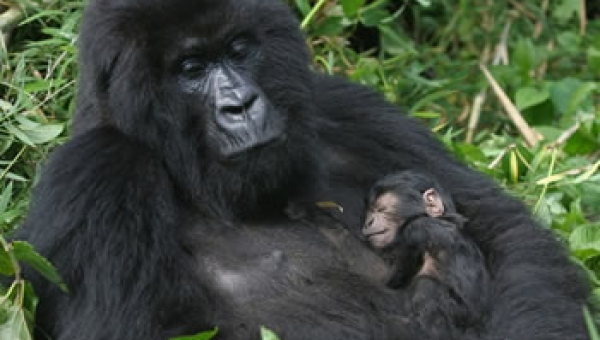 1-Day Gorilla Trekking Uganda from Kigali-Bwindi Impenetrable Forest 